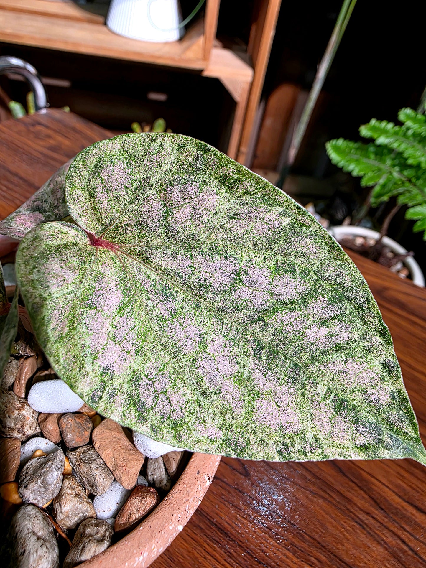 Piper sylvaticum pink variegated 粉錦水晶胡椒