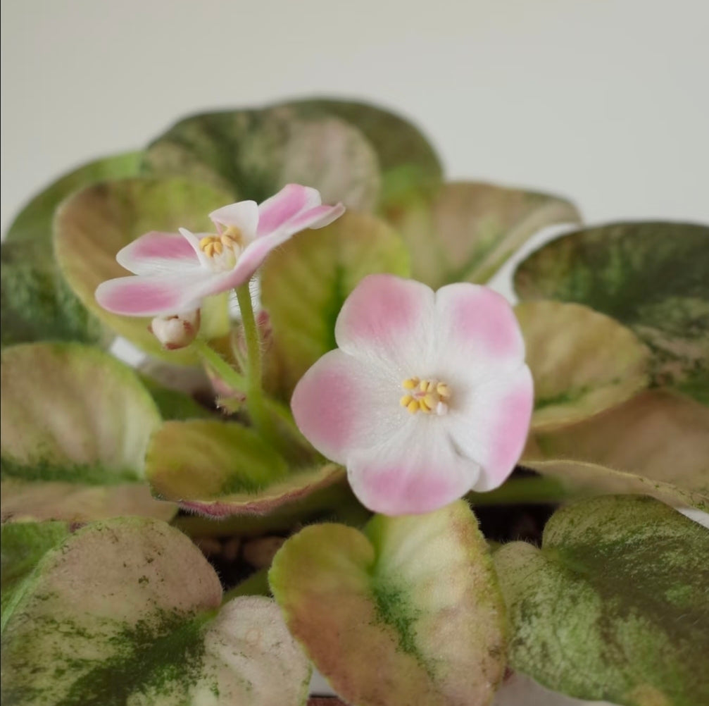 Streptocarpus ionqnthus 非洲紫羅蘭 - 甜點