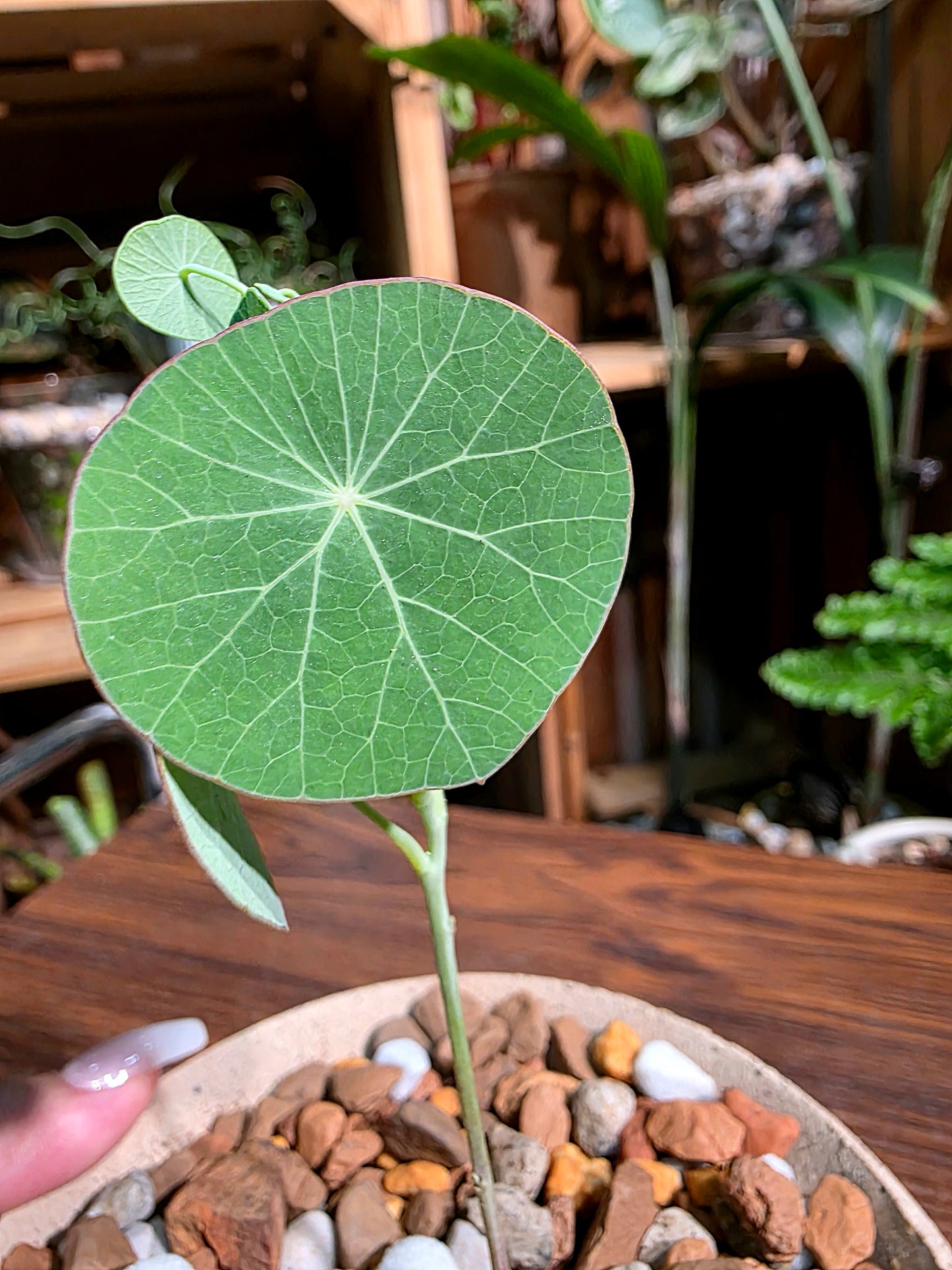 Stephania erecta 圓葉山烏龜