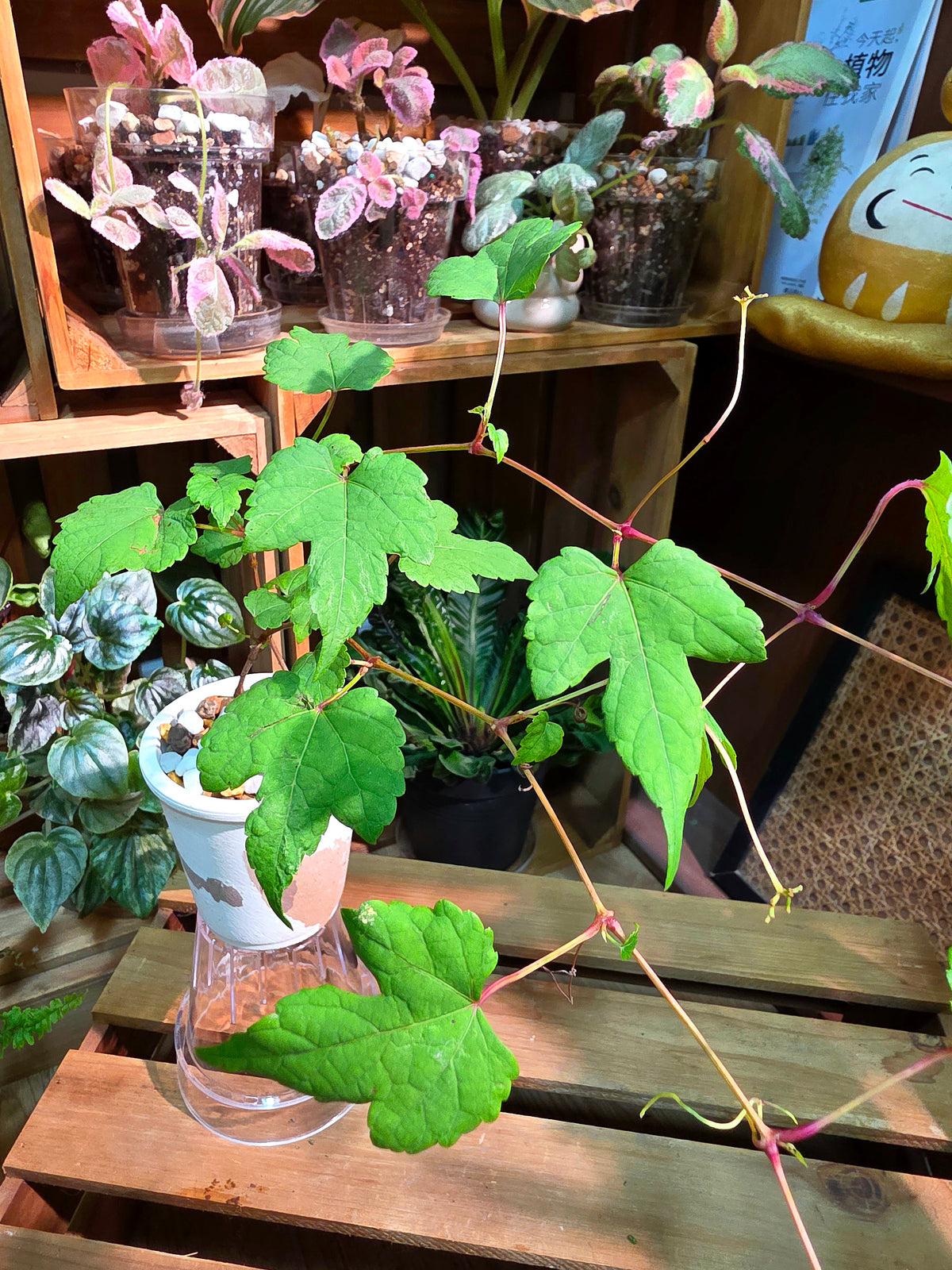 Ampelopsis glandulosa 綠葉蛇葡萄