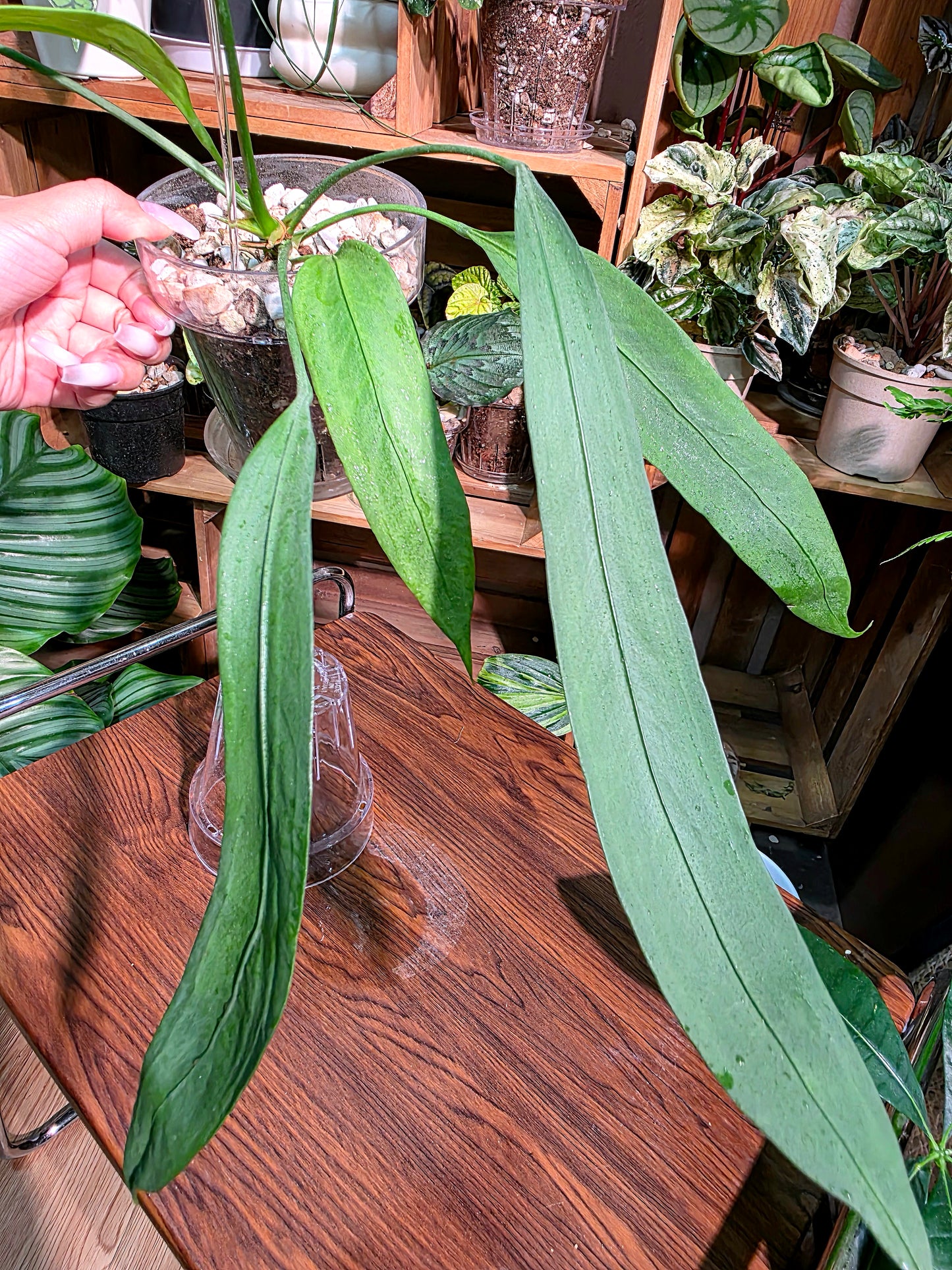 Anthurium vittariifolium 領帶花燭