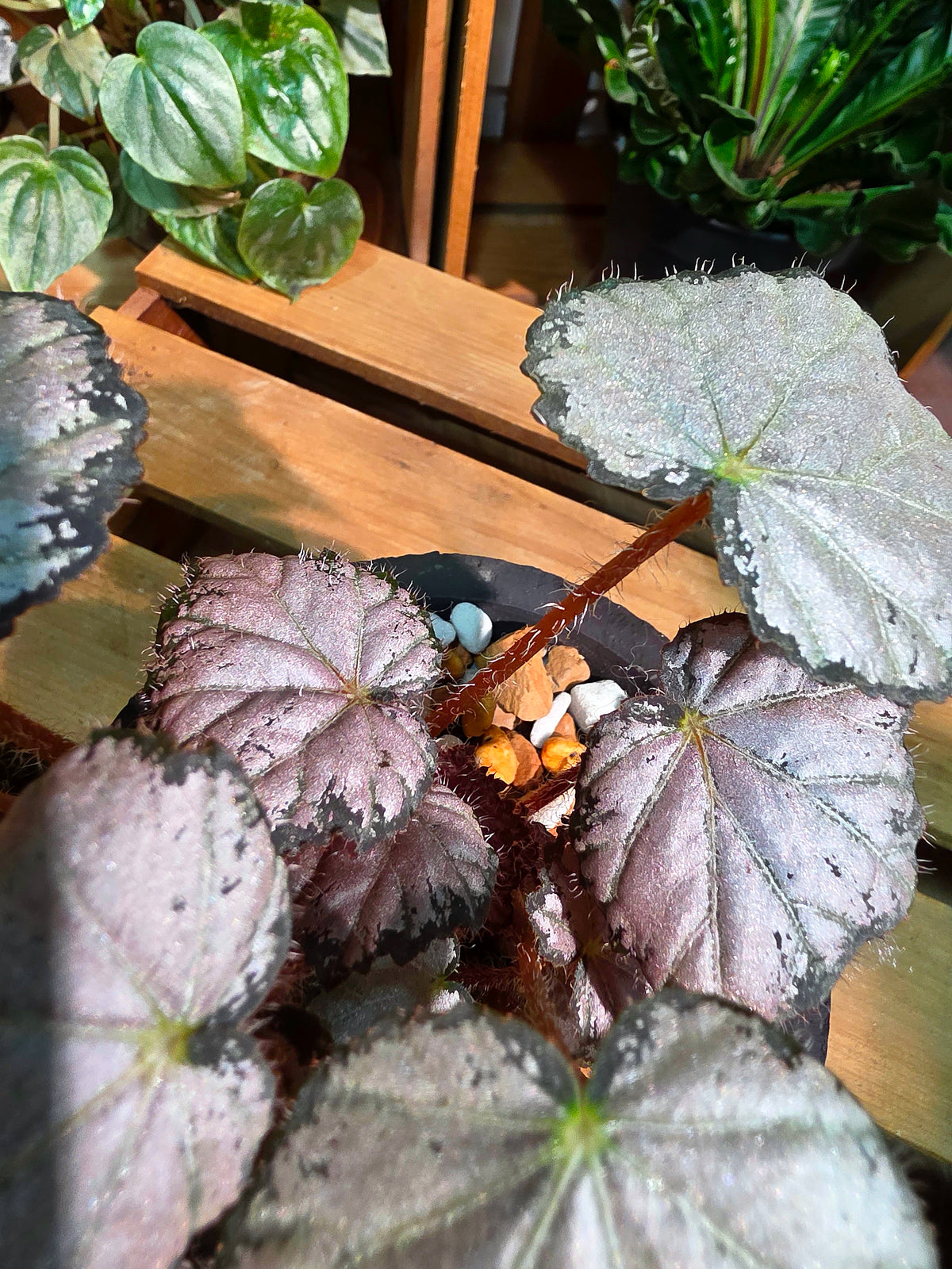 Begonia queen olympus 奧林匹斯女王秋海棠