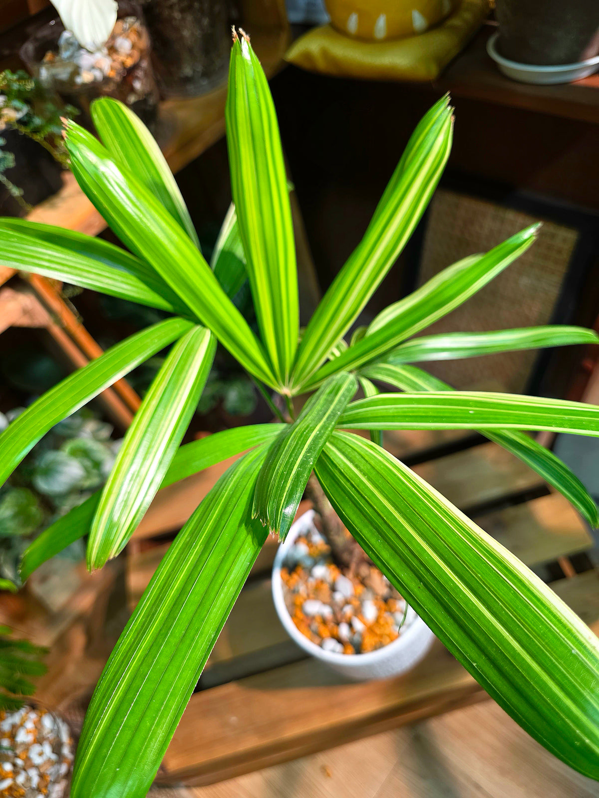 Rhapis excelsa variegated 斑葉棕竹