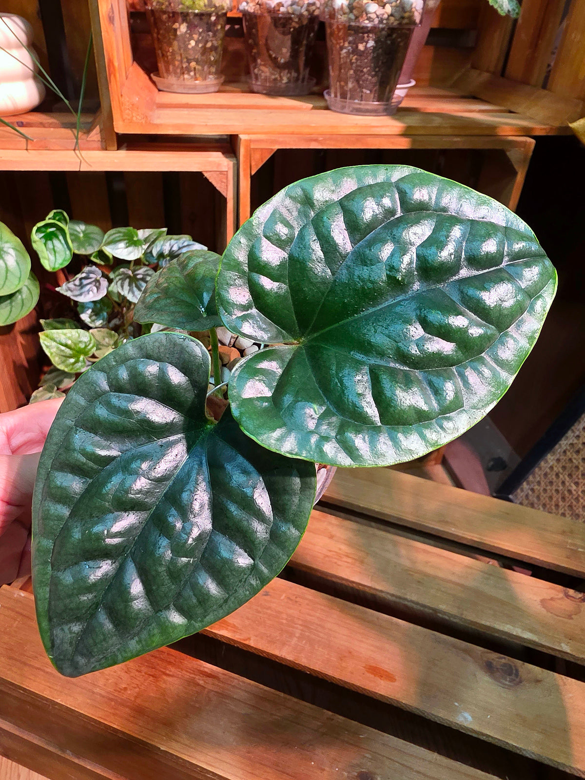 Anthurium luxurians 奢華花燭