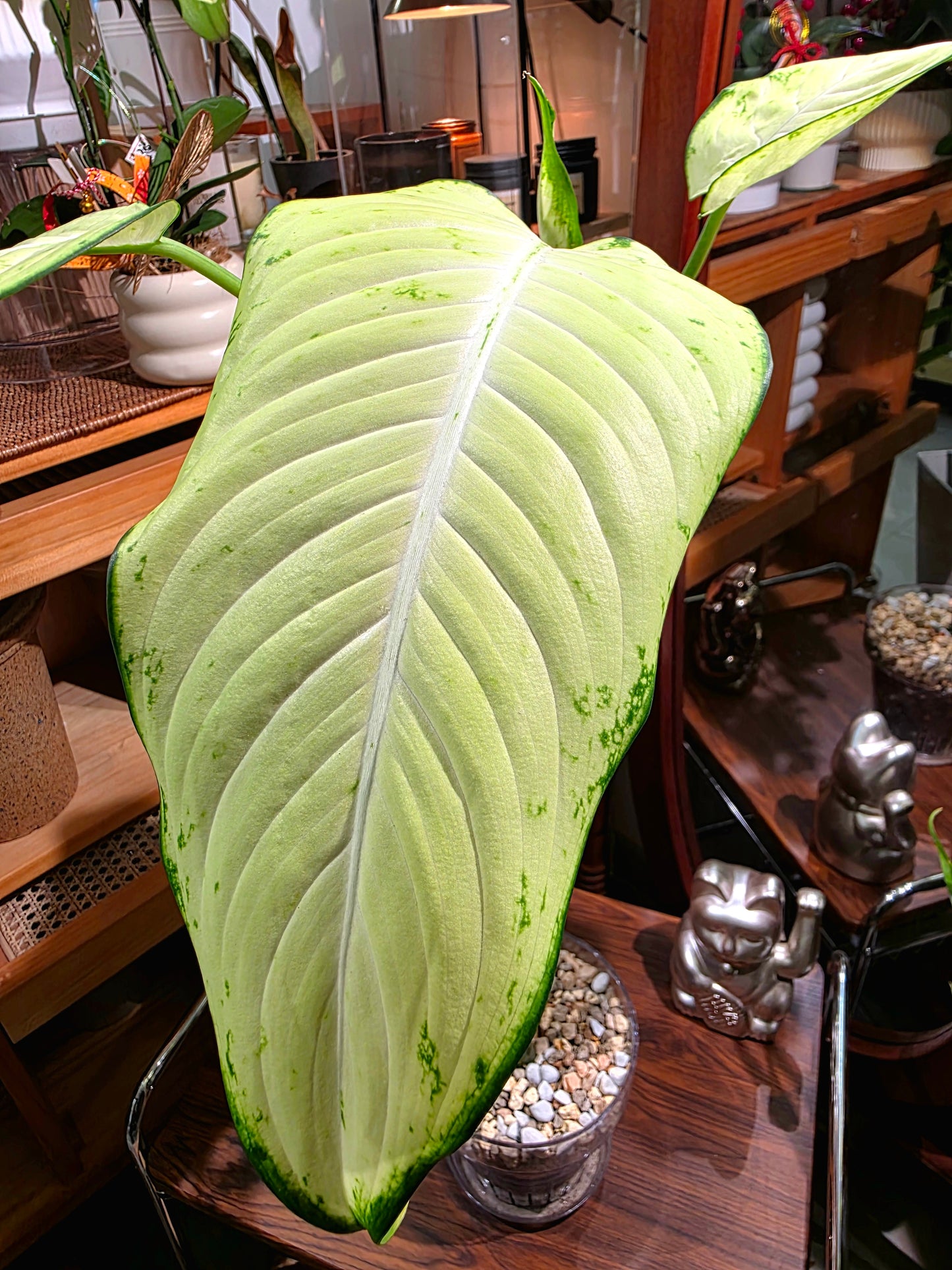 Rohdea sp. 牛油果萬年青