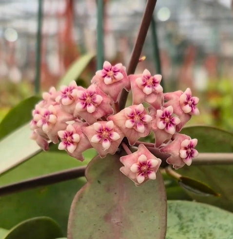 Hoya silver dollar