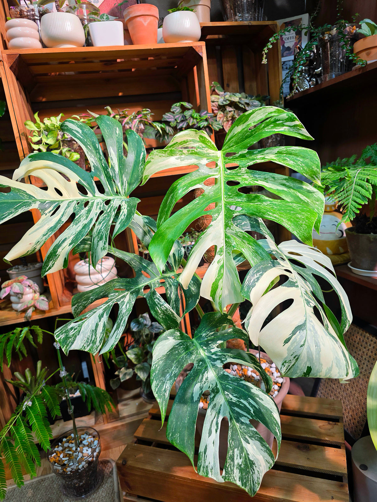 Monstera Albo Variegated