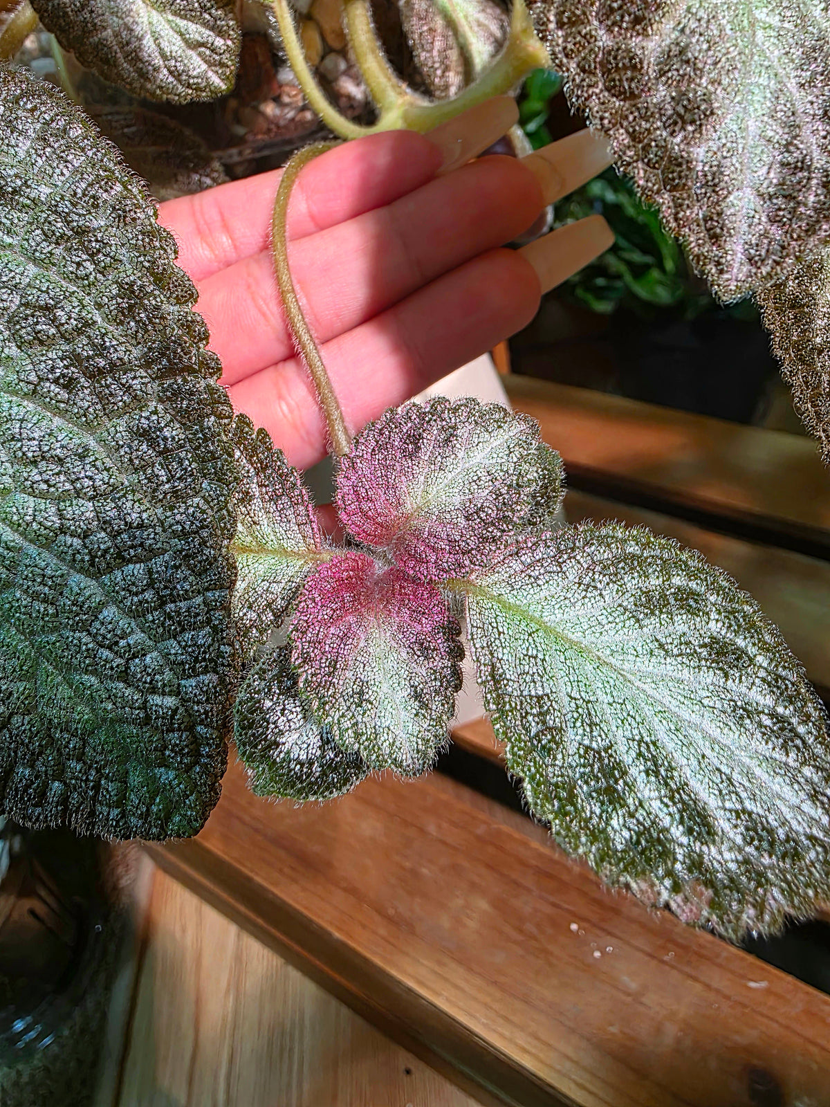 Episcia sp 銀虎喜蔭花