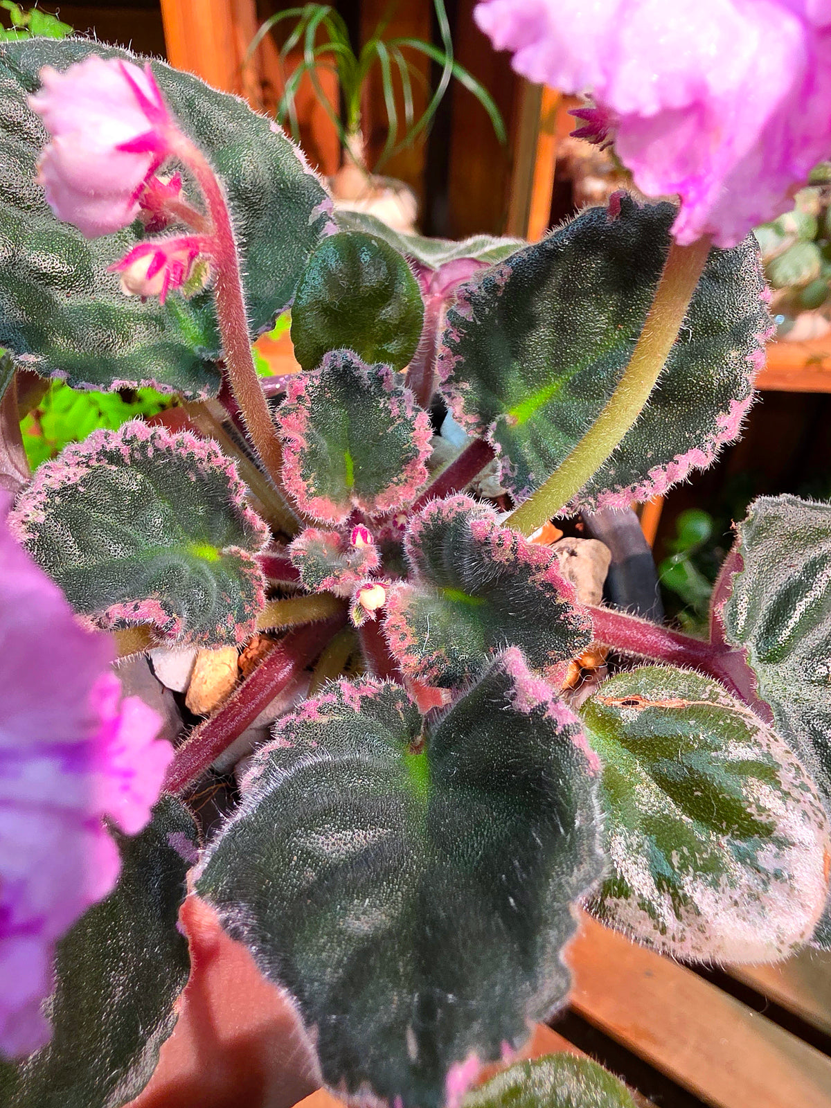 Streptocarpus ionqnthus 非洲紫羅蘭 - 春曉