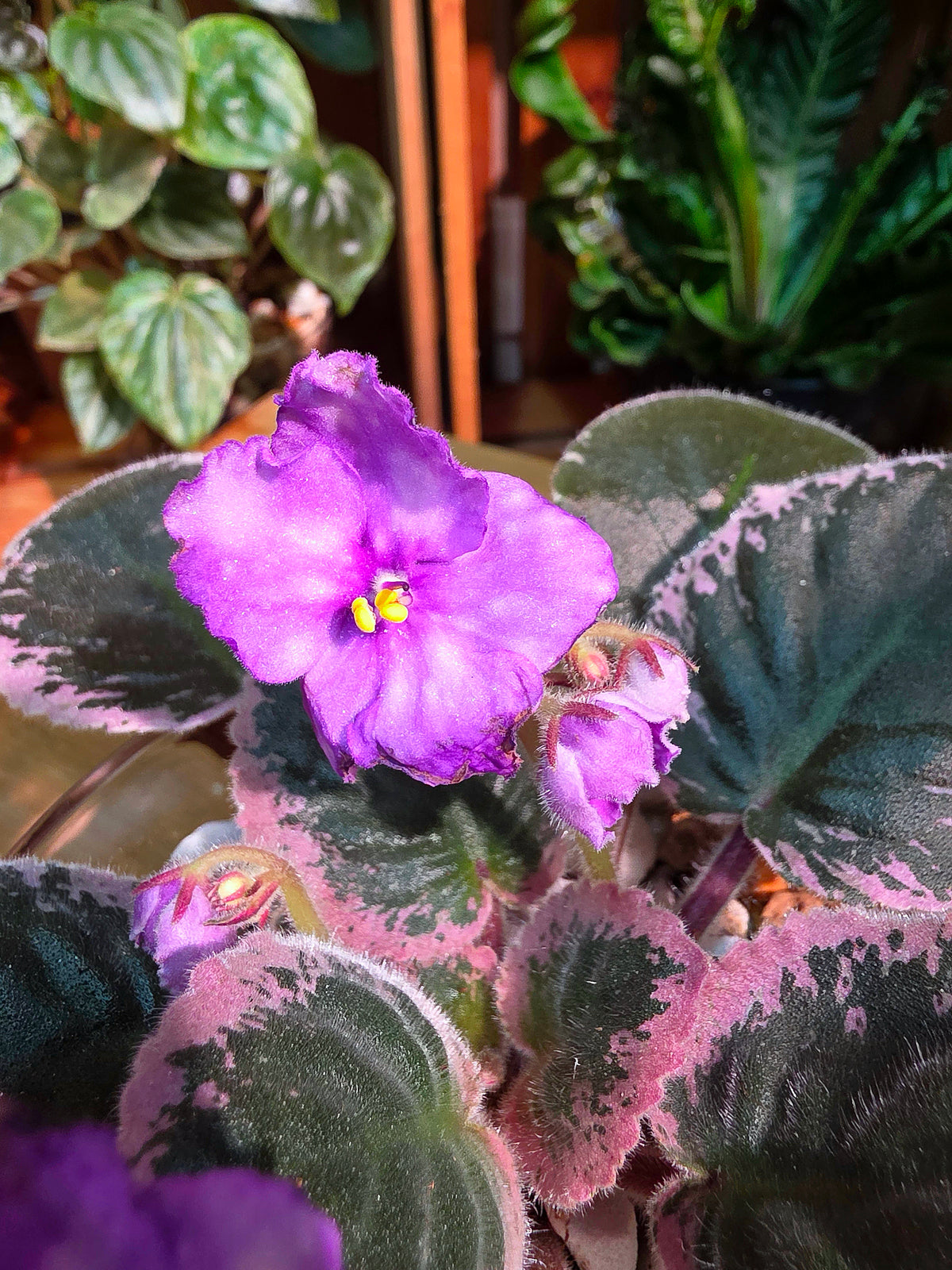 Streptocarpus ionqnthus 非洲紫羅蘭 - 6106