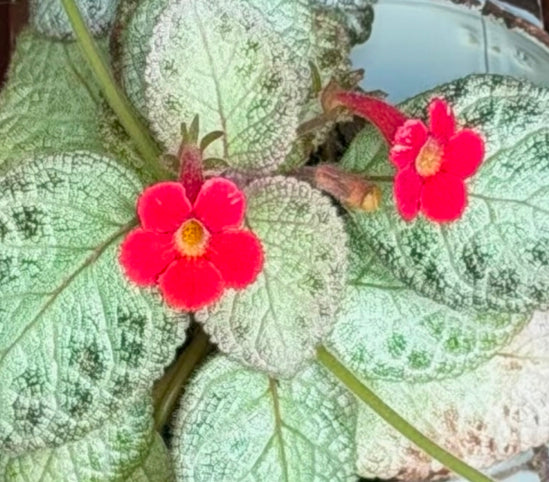 Episcia spp 銀虎喜蔭花
