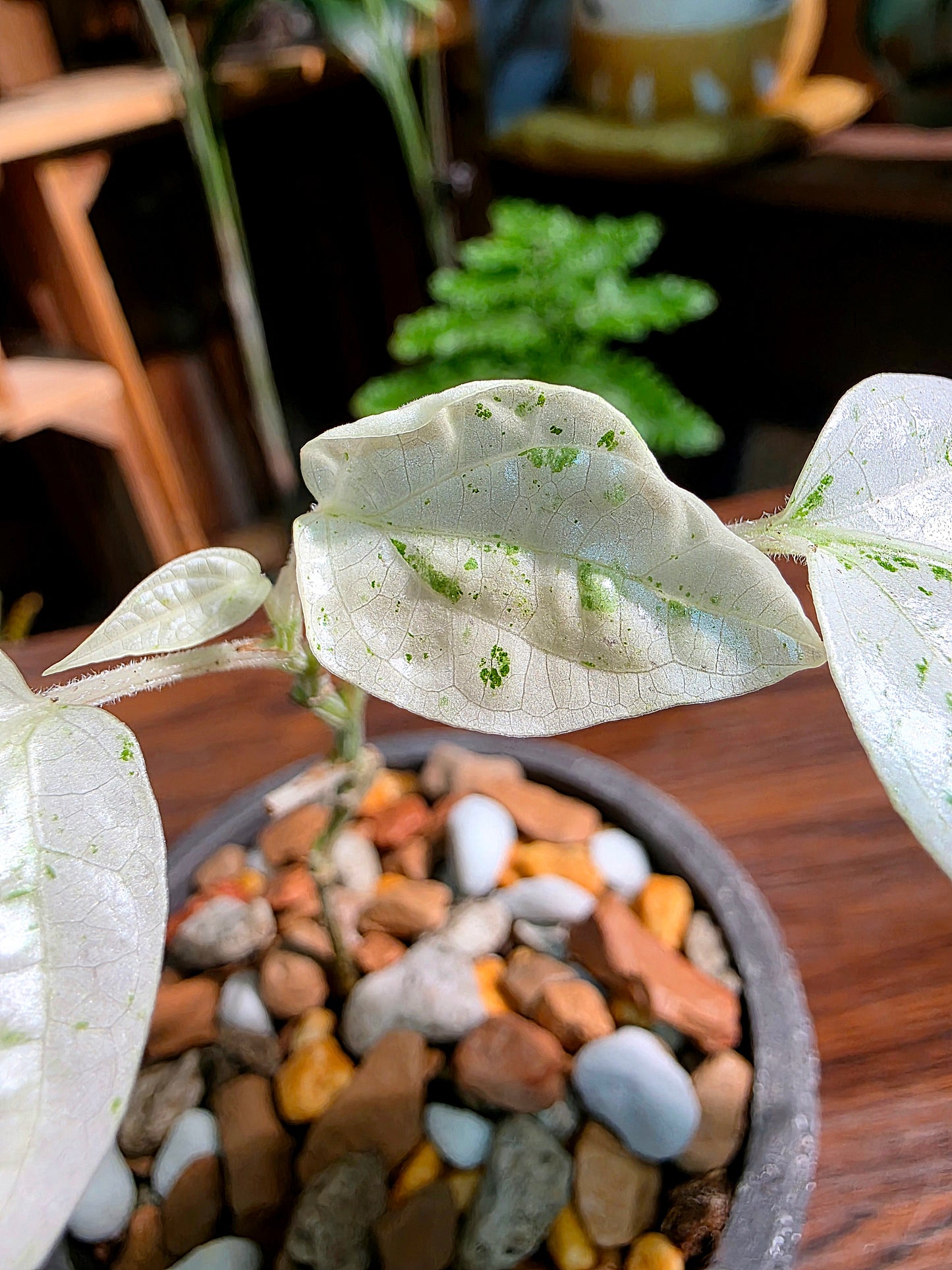 Piper variegated mint 薄荷胡椒