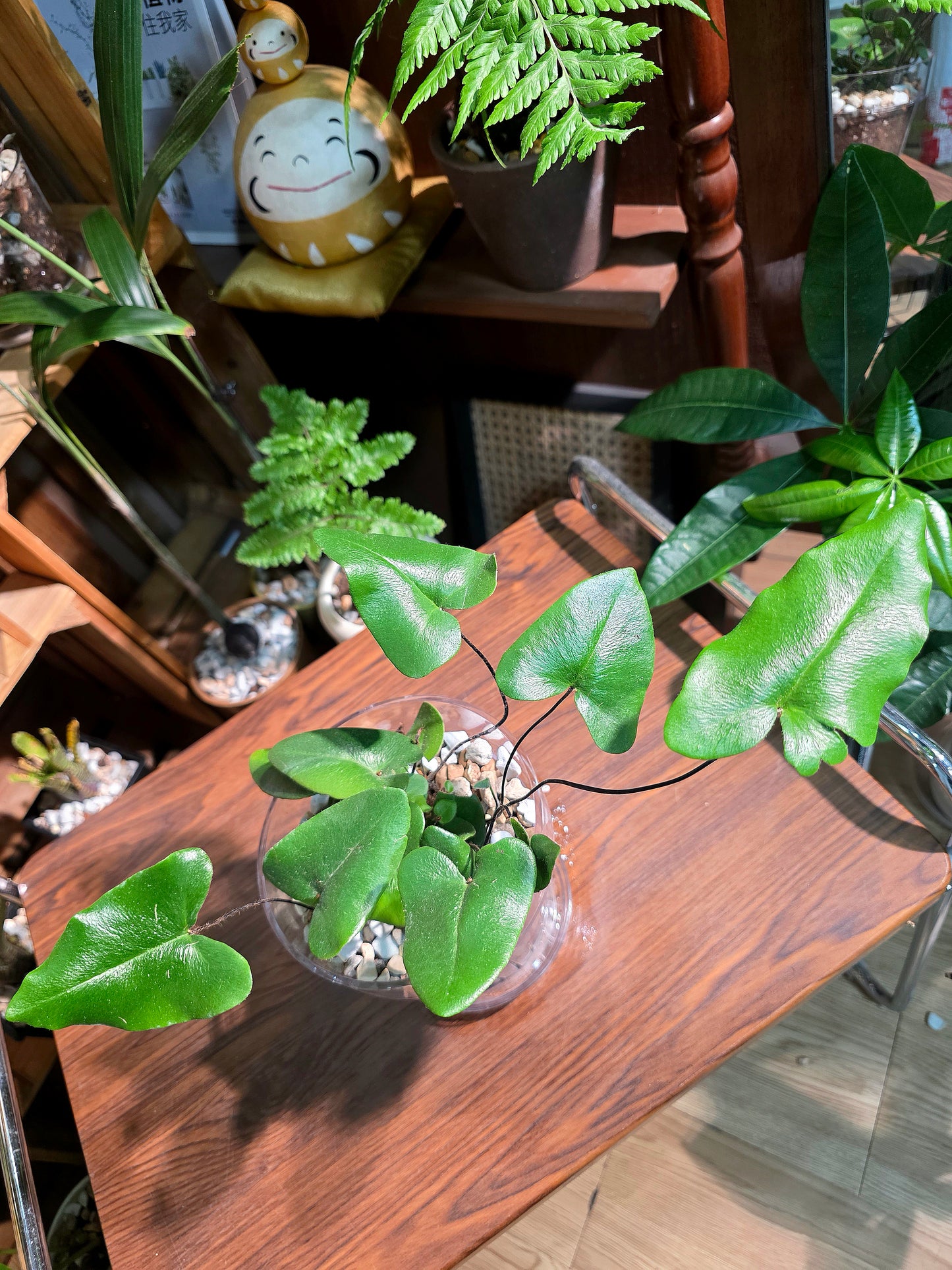 Hemionitis arifolia 心願蕨