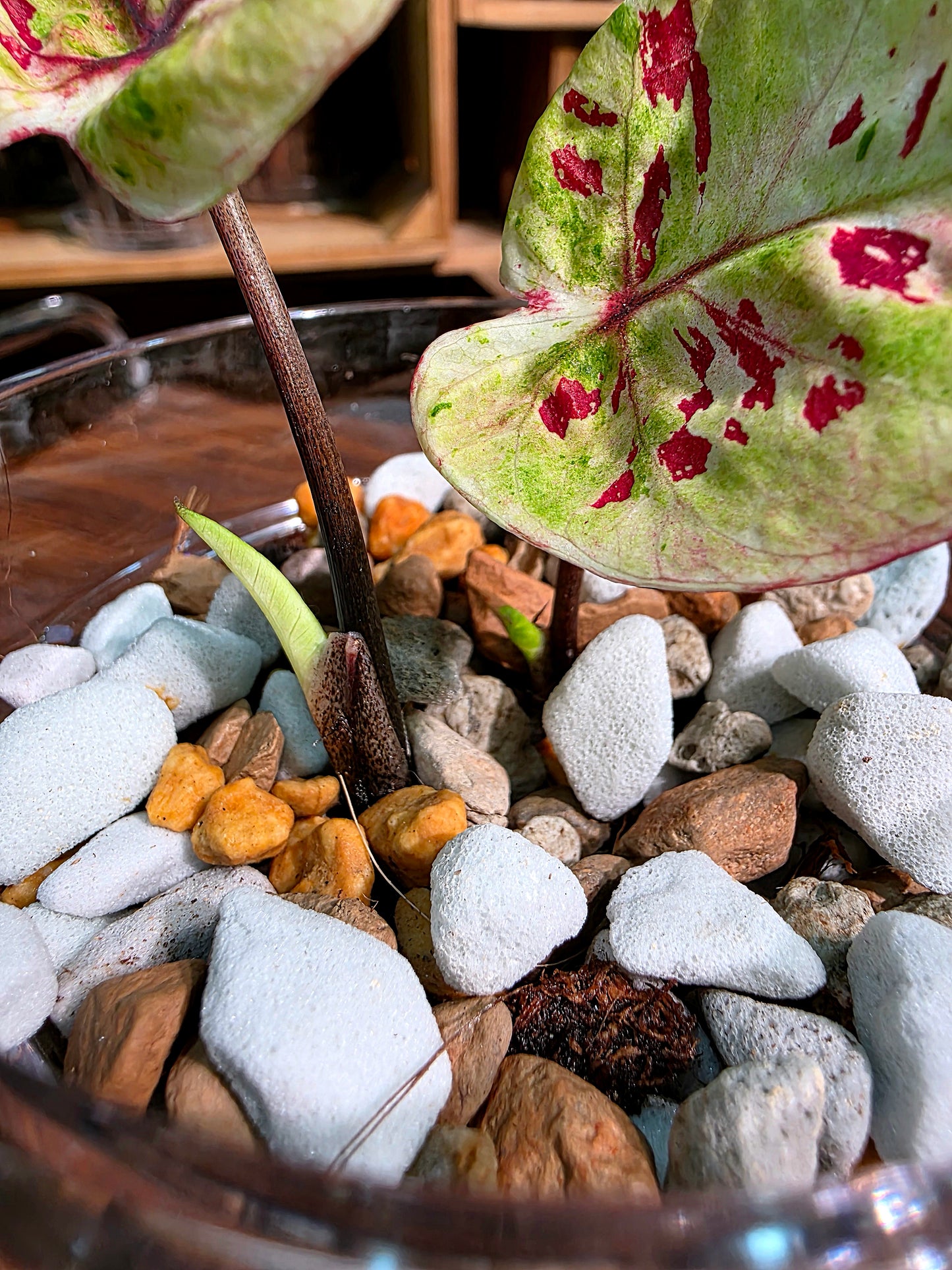 Caladium sp 粉紅豆彩葉芋