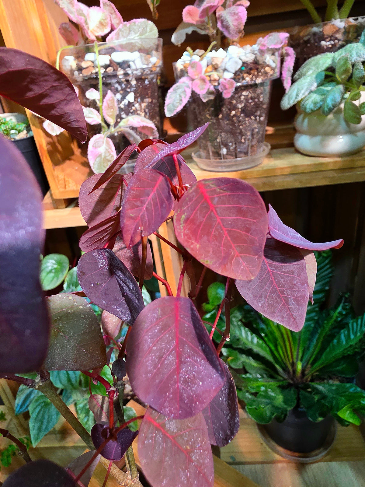 Euphorbia cotinifolia Copper Plant