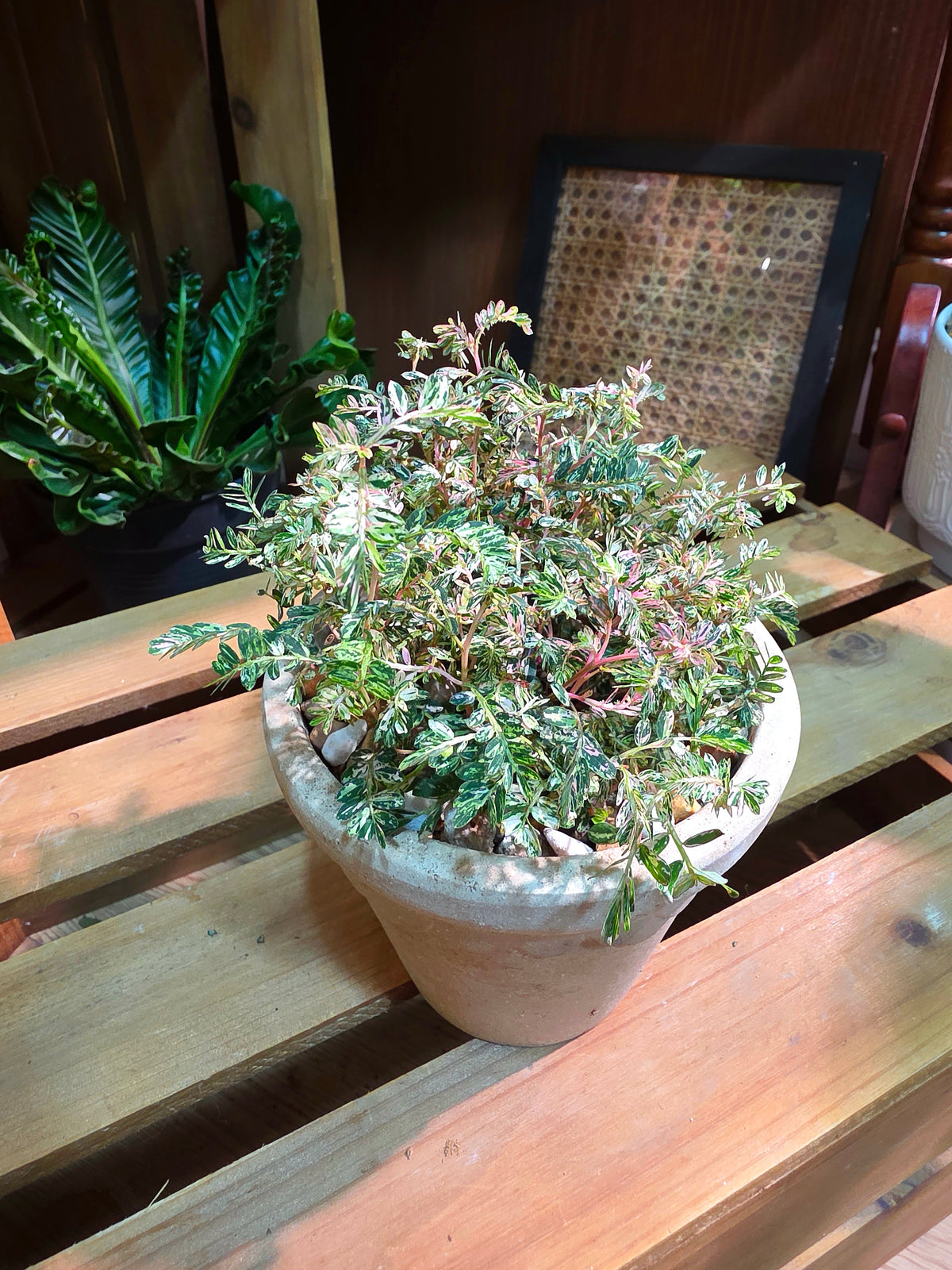 Phyllanthus urinaria variegated pink 粉斑葉下珠