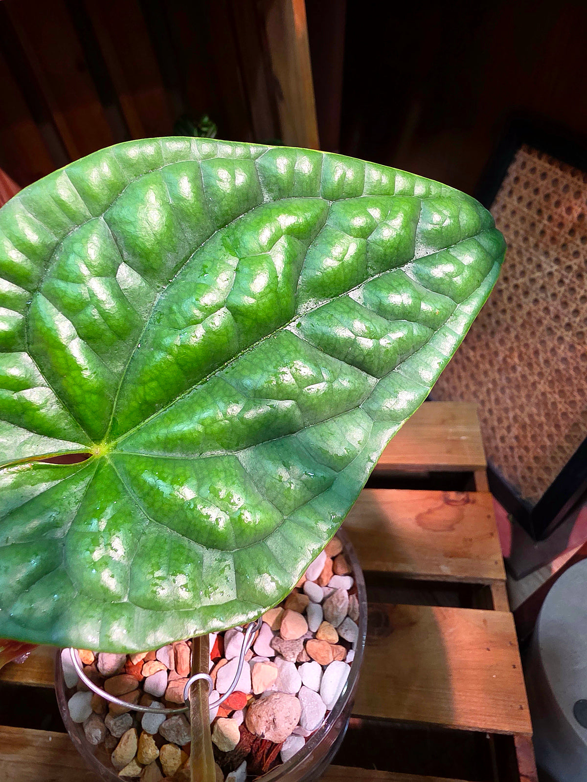 Anthurium luxurians platinum