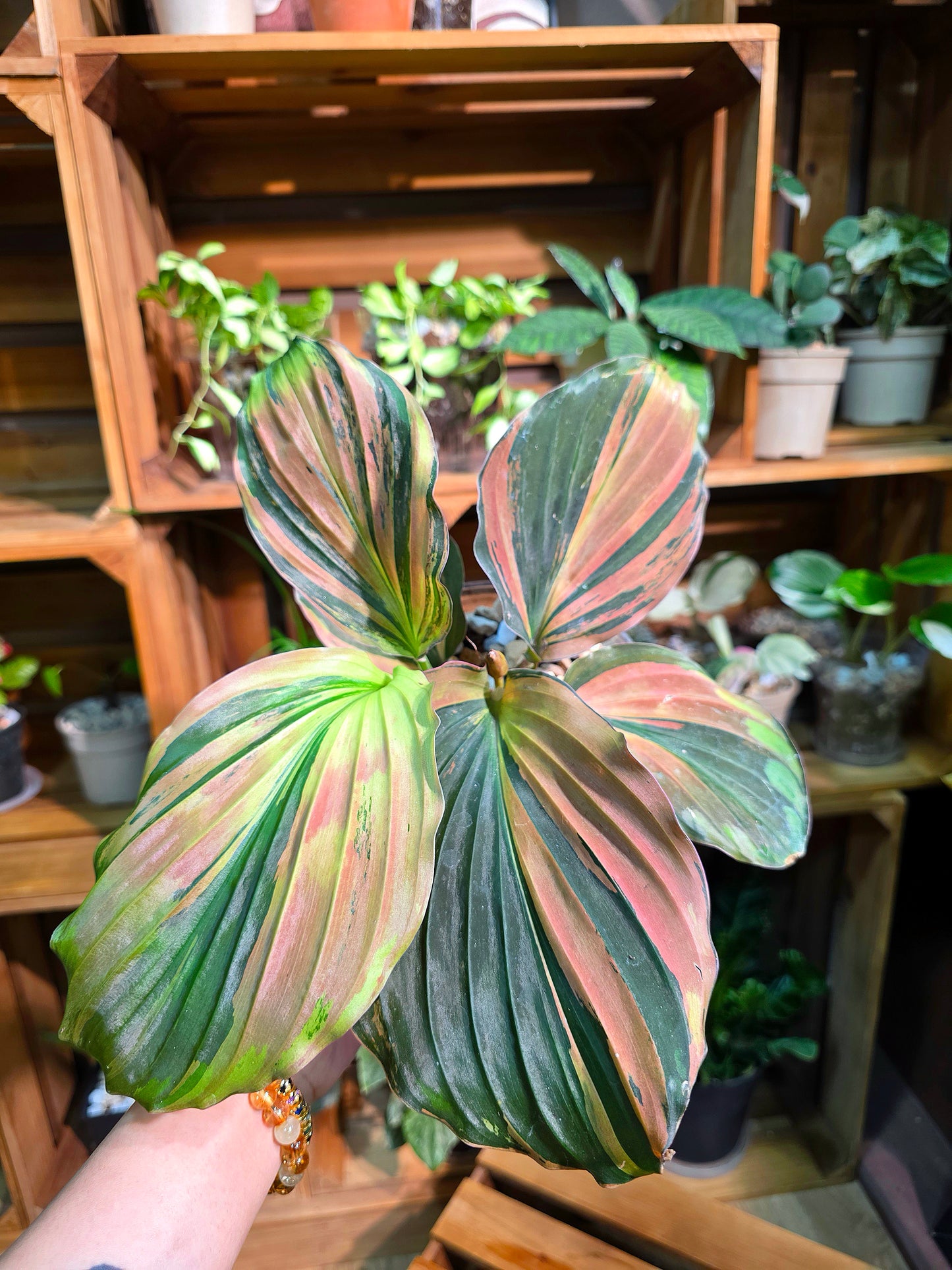 Kaempferia pulchra variegated
