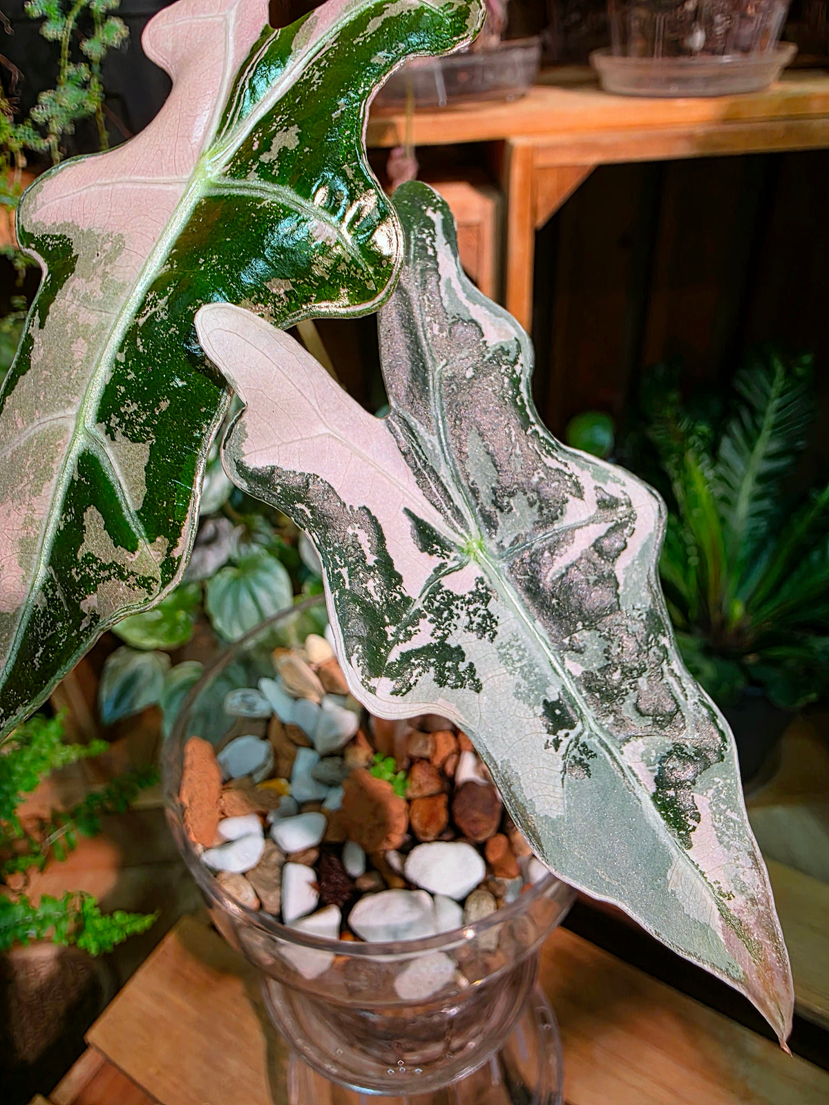 Alocasia nobilis pink variegated