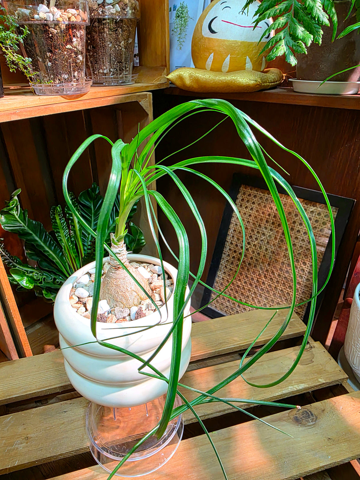 Beaucarnea recurvata Ponytail Palm