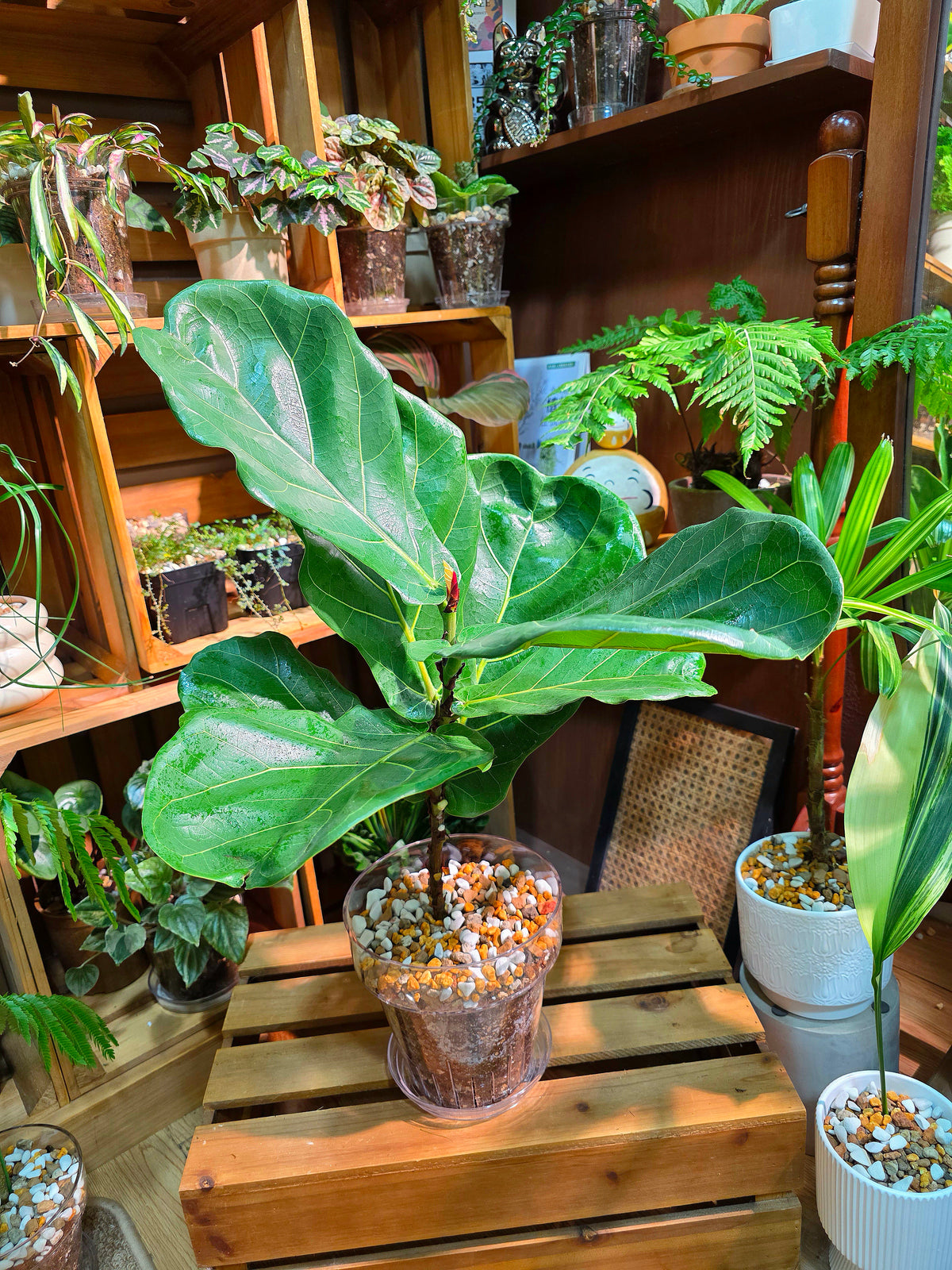 Fiddle-leaf Fig