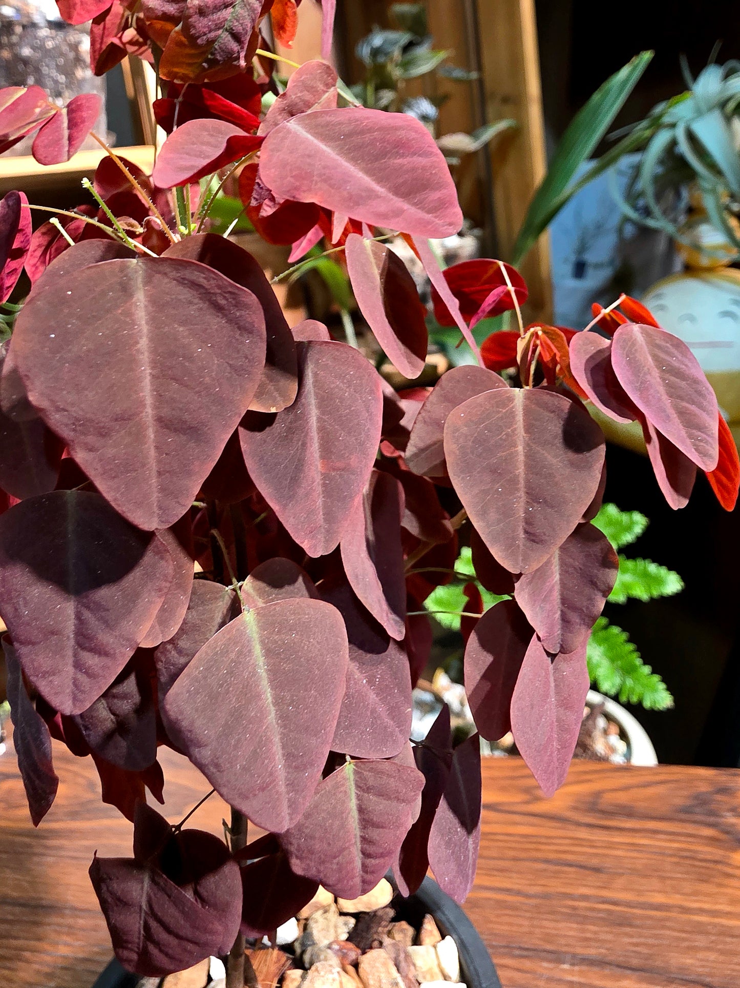 Oxali shedysaroides rubra 小紅楓