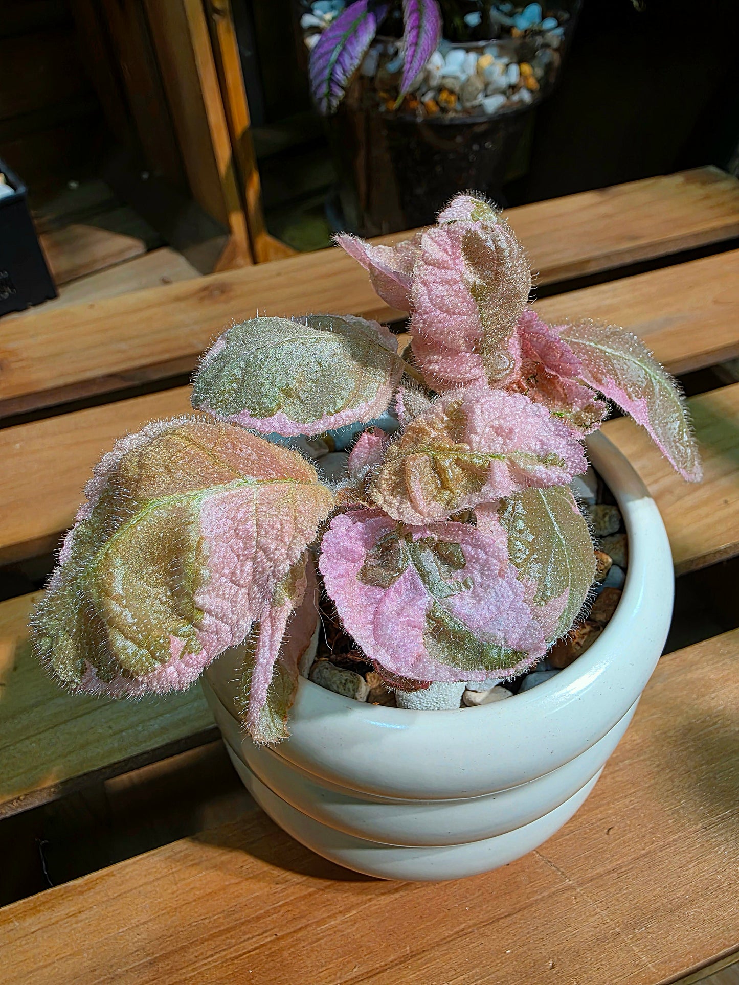 Episcia Pink Smoke