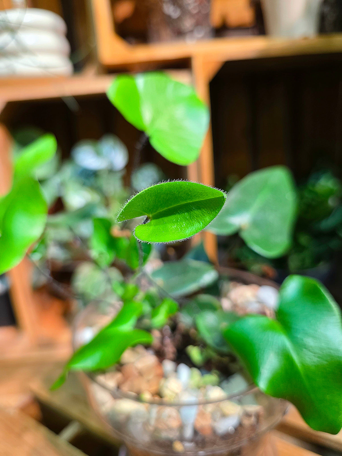 Heart-leaf Fern