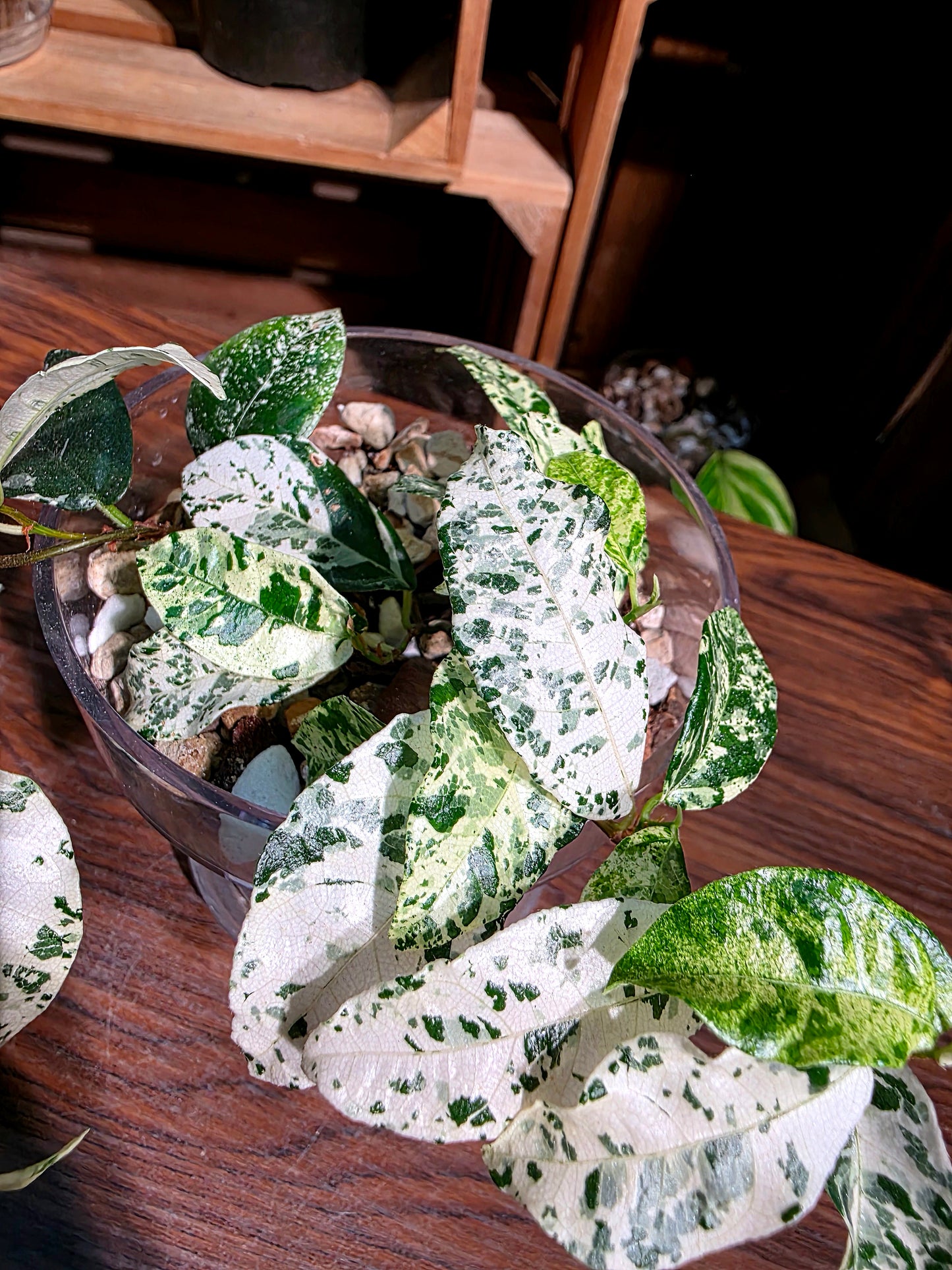 Ficus punctata variegated 馬賽克榕
