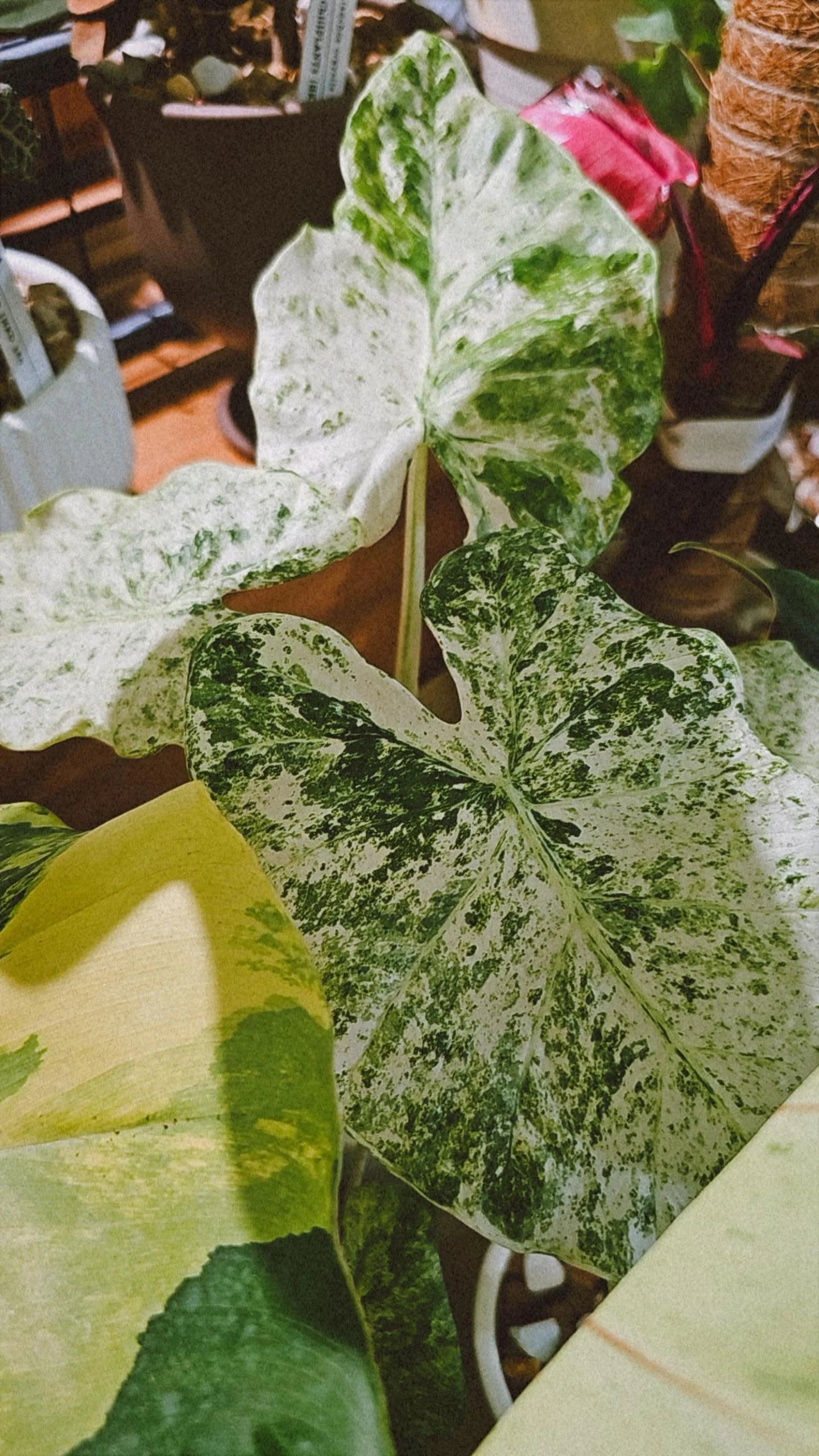 ALOCASIA