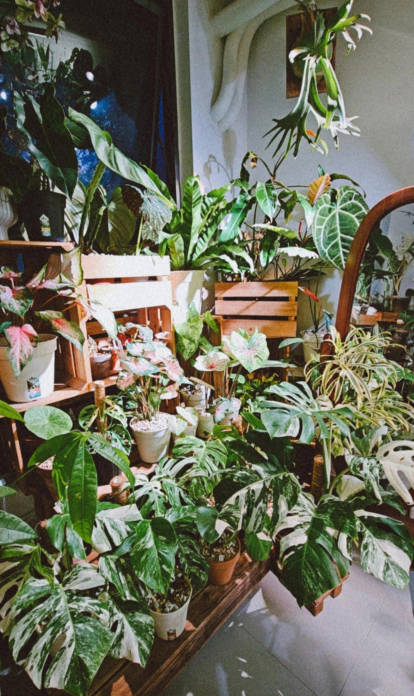 PLANTS