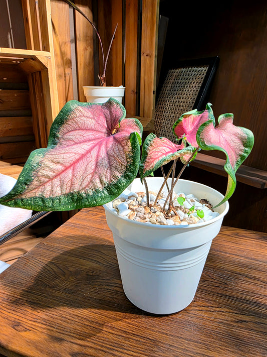 Caladium 甜心彩葉芋