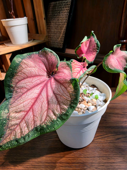 Caladium 甜心彩葉芋