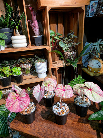 Caladium Thailand 泰國彩葉芋