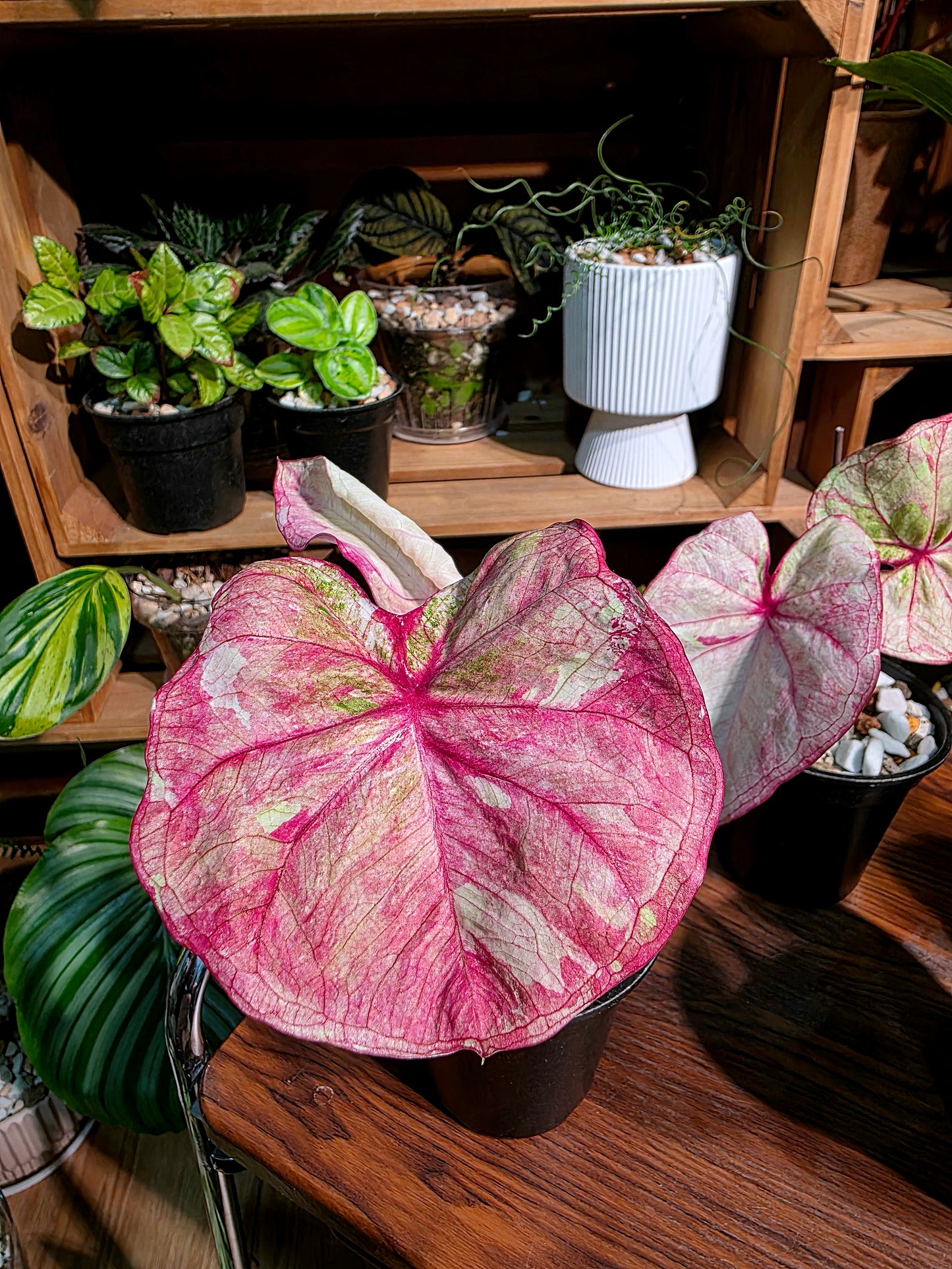 Caladium Thailand 泰國彩葉芋