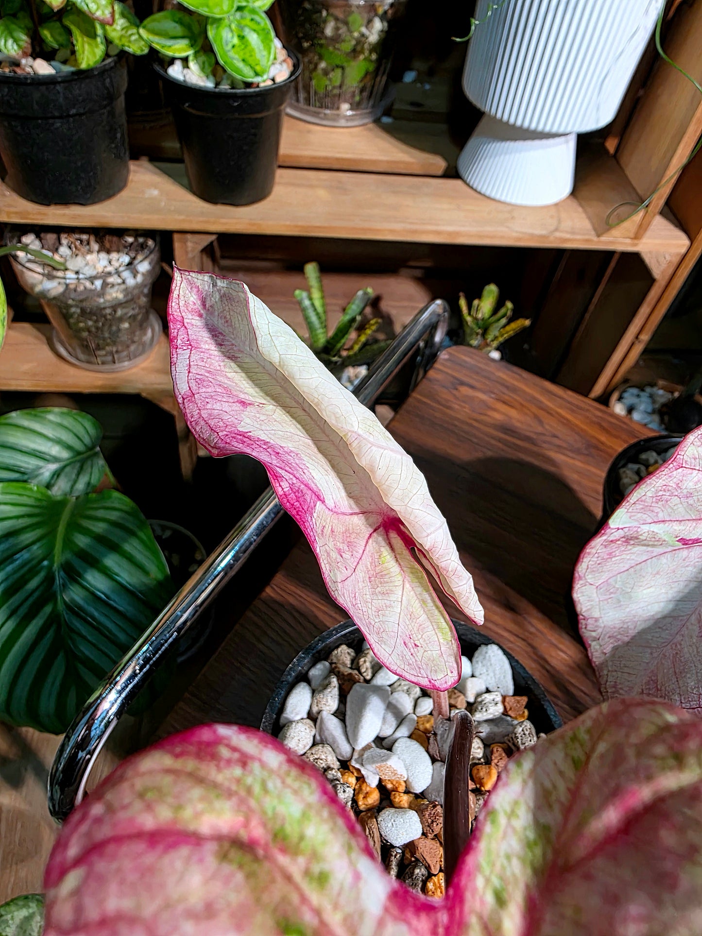 Caladium Thailand 泰國彩葉芋