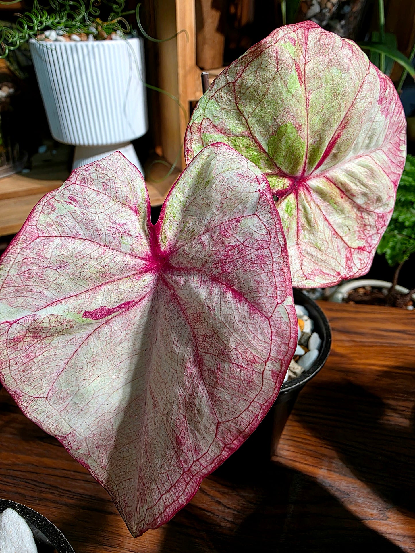 Caladium Thailand 泰國彩葉芋