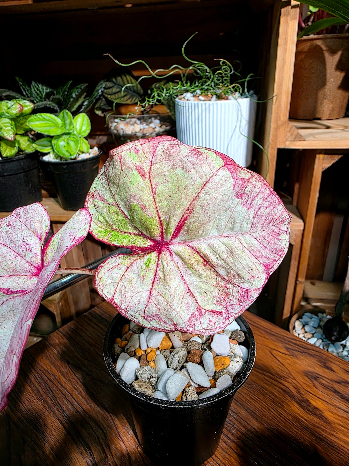 Caladium Thailand 泰國彩葉芋