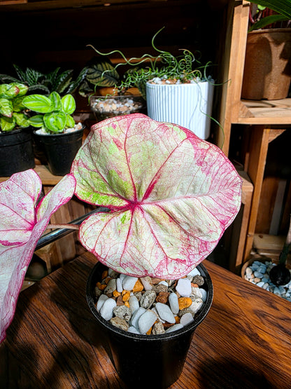 Caladium Thailand 泰國彩葉芋