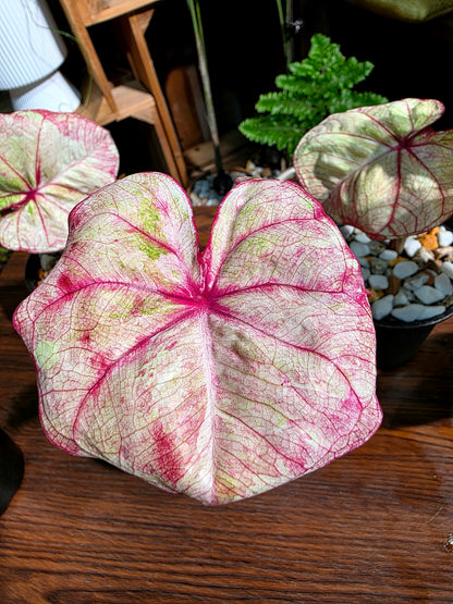 Caladium Thailand 泰國彩葉芋