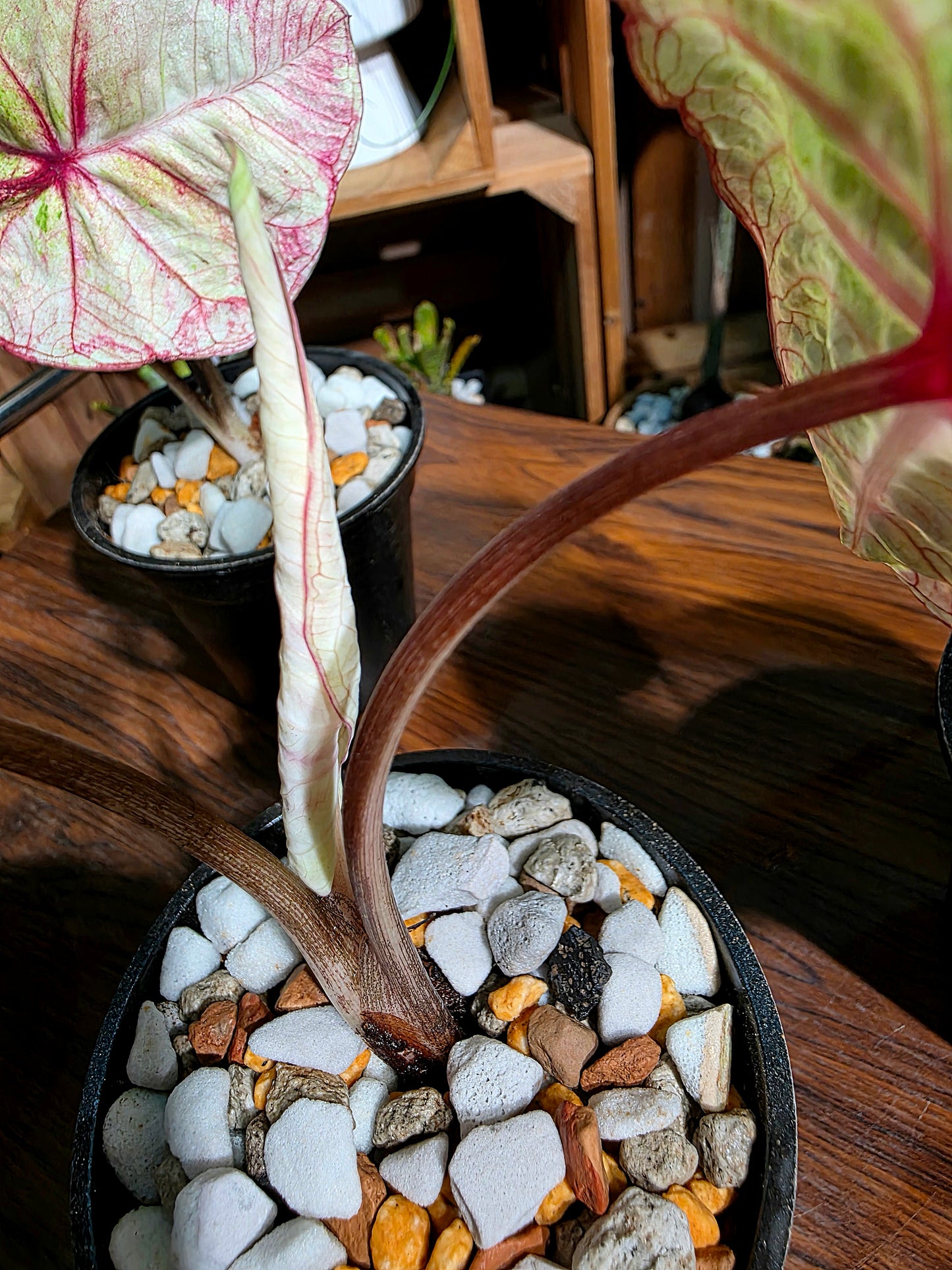 Caladium Thailand 泰國彩葉芋