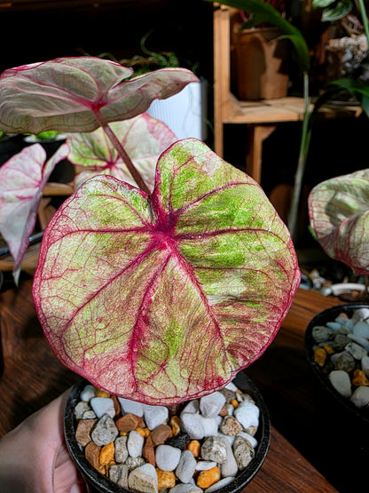 Caladium Thailand 泰國彩葉芋
