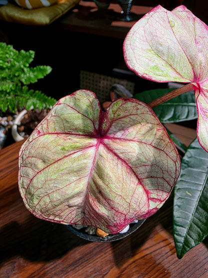 Caladium Thailand 泰國彩葉芋