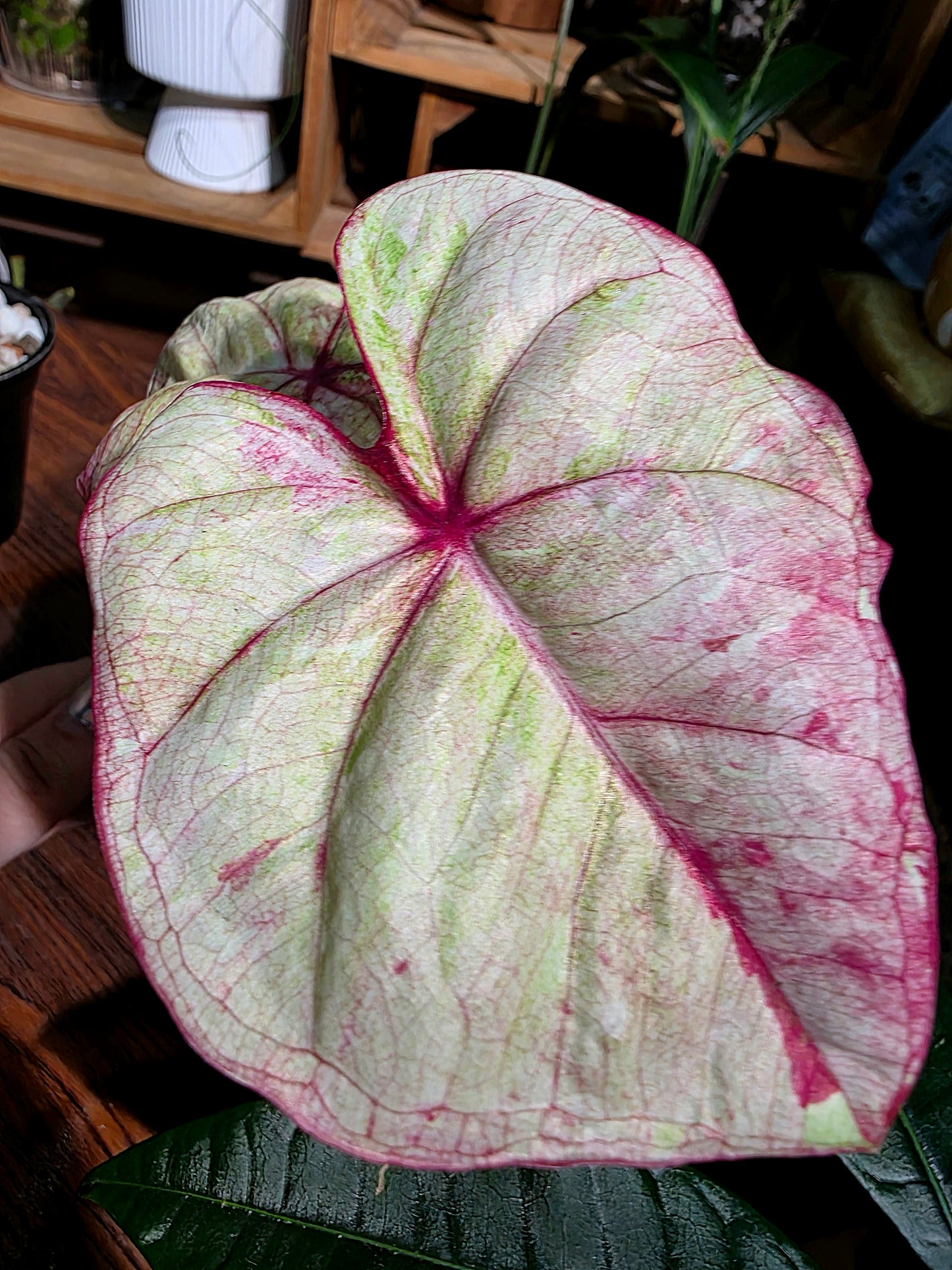 Caladium Thailand 泰國彩葉芋