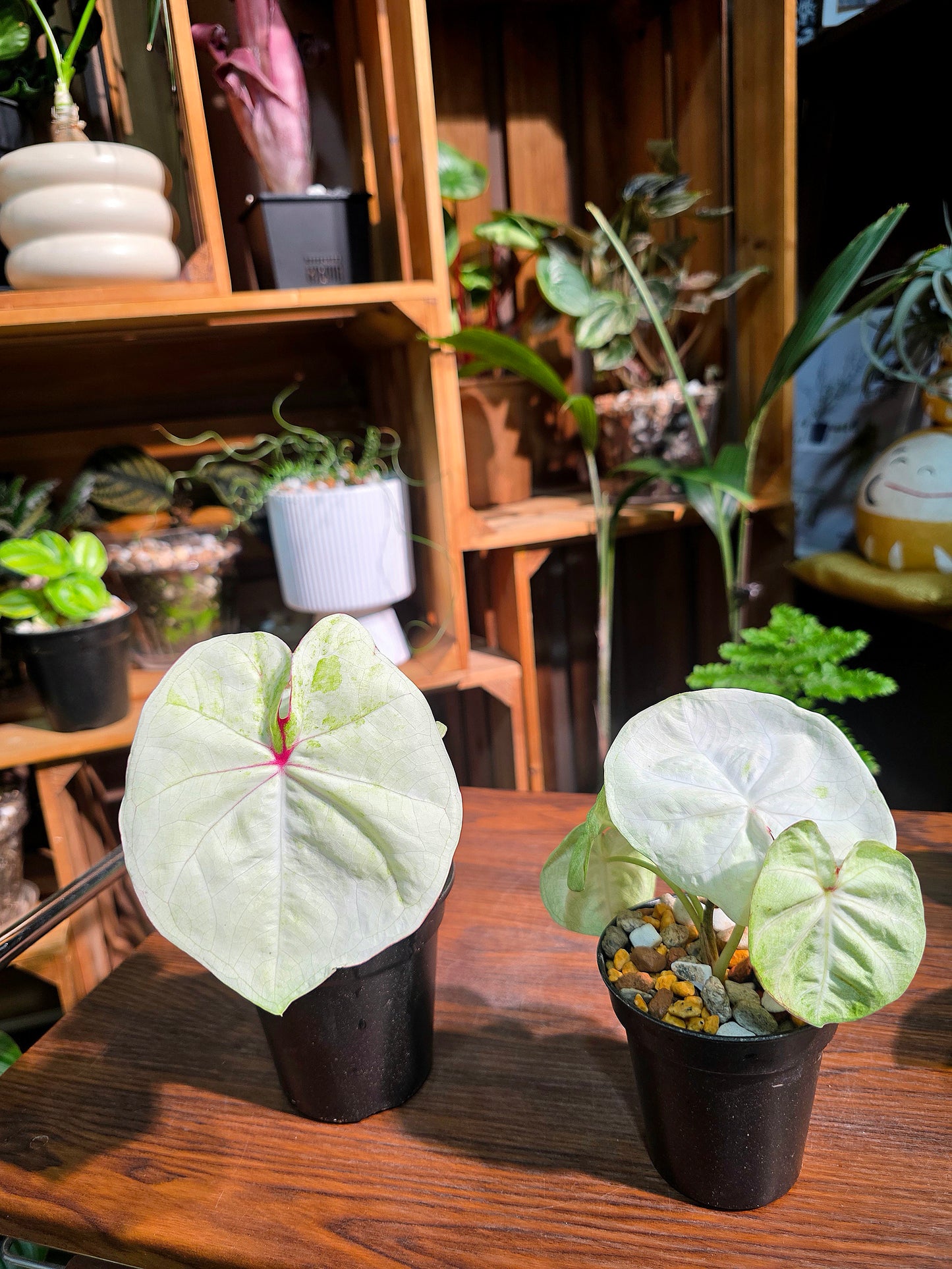 Caladium Thailand 泰國彩葉芋 - 抹茶時間之神 -