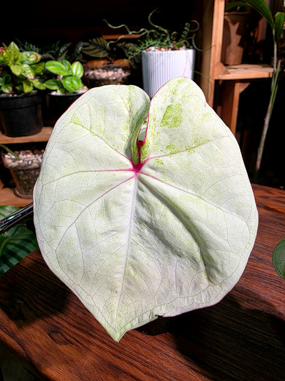 Caladium Thailand 泰國彩葉芋 - 抹茶時間之神 -