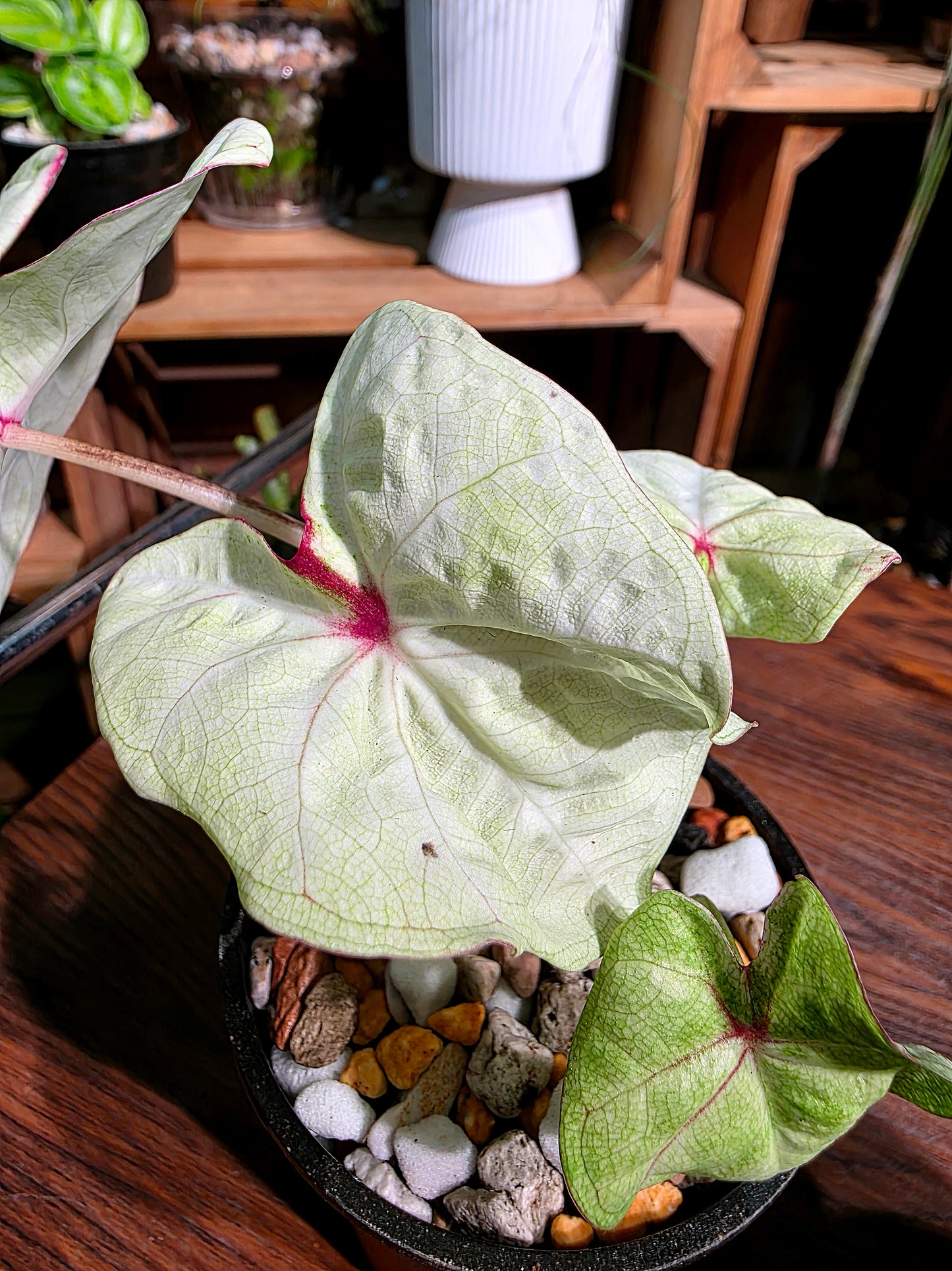 Caladium Thailand 泰國彩葉芋 - 抹茶時間之神 -