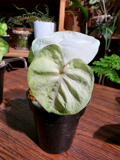 Caladium Thailand 泰國彩葉芋 - 抹茶時間之神 -