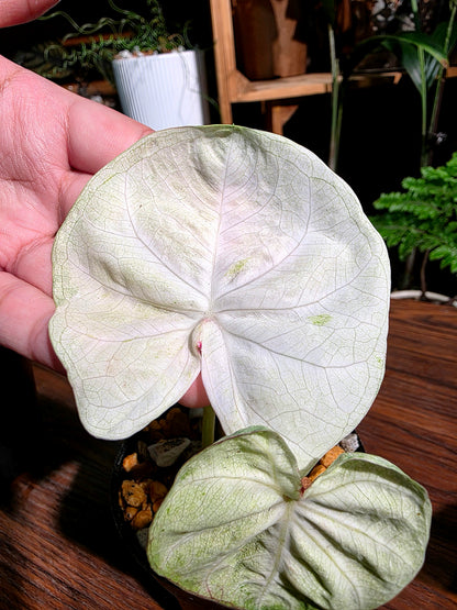 Caladium Thailand 泰國彩葉芋 - 抹茶時間之神 -