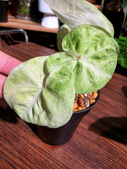 Caladium Thailand 泰國彩葉芋 - 抹茶時間之神 -